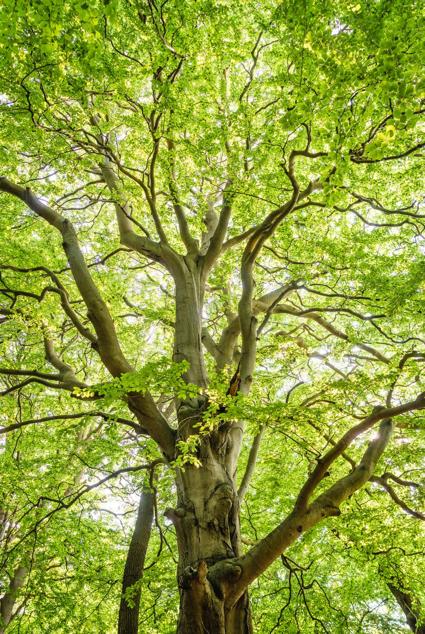 low angle shot photography of green trees