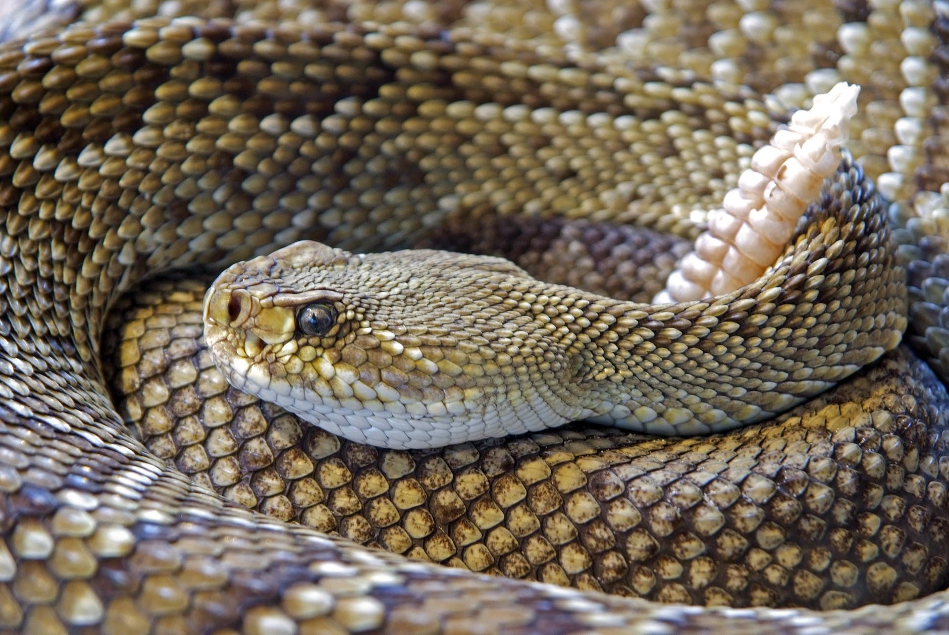 Identify, avoid Arkansas’ six venomous snake species this summer