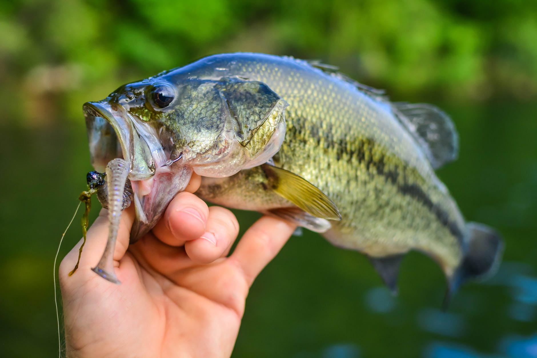 person holding silver and yellow fish