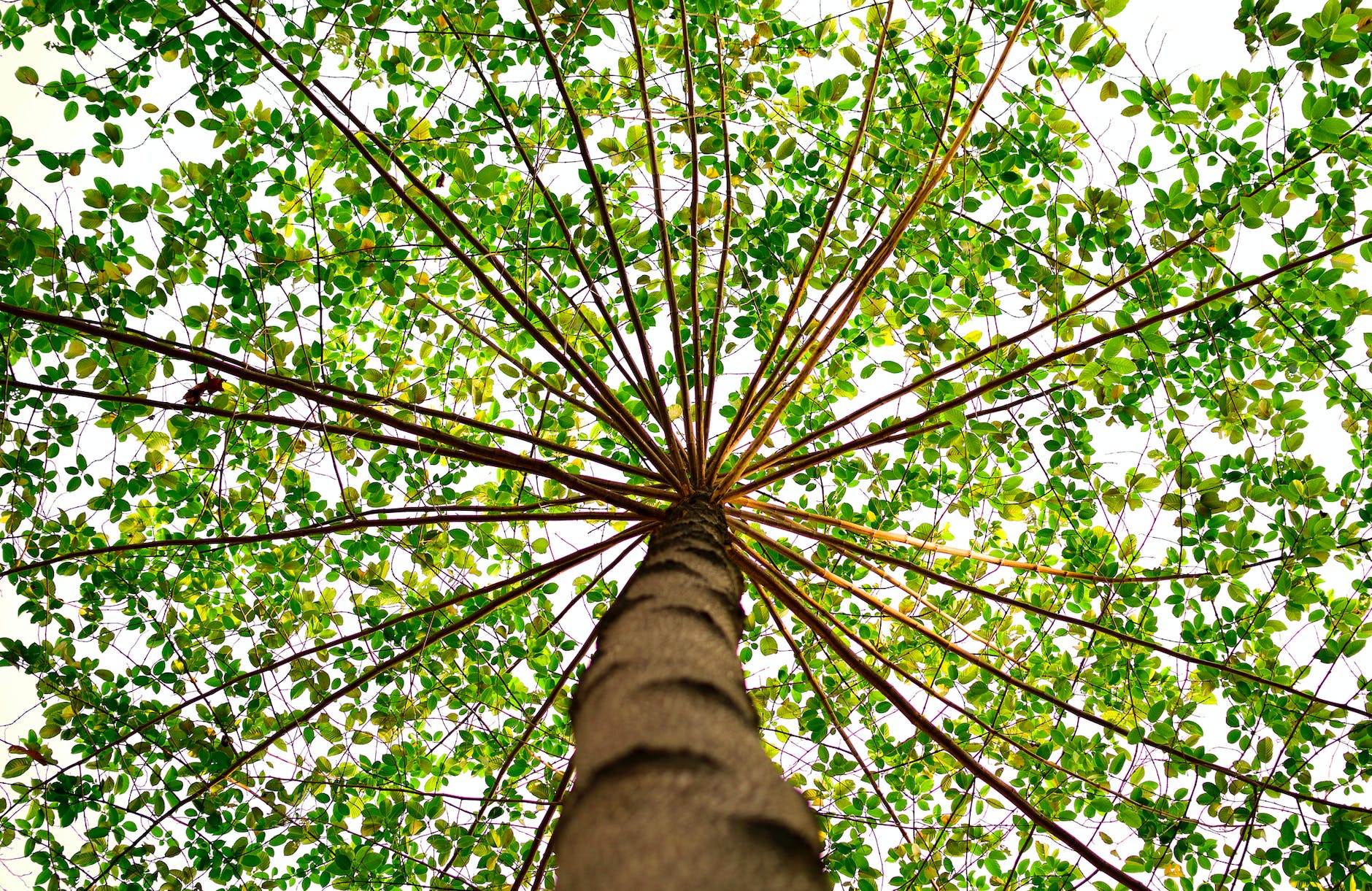 bottom view of green leaved tree during daytime