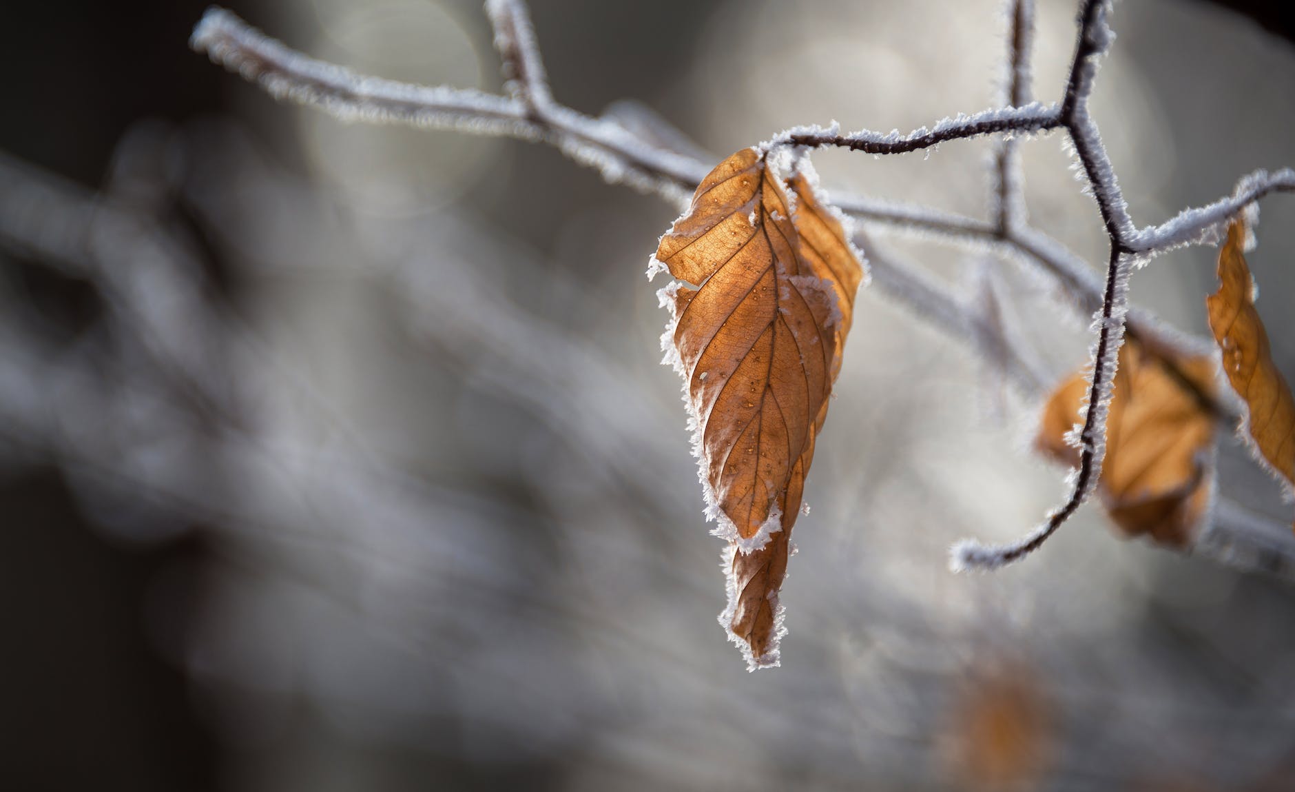selective focus photo of brown leaf