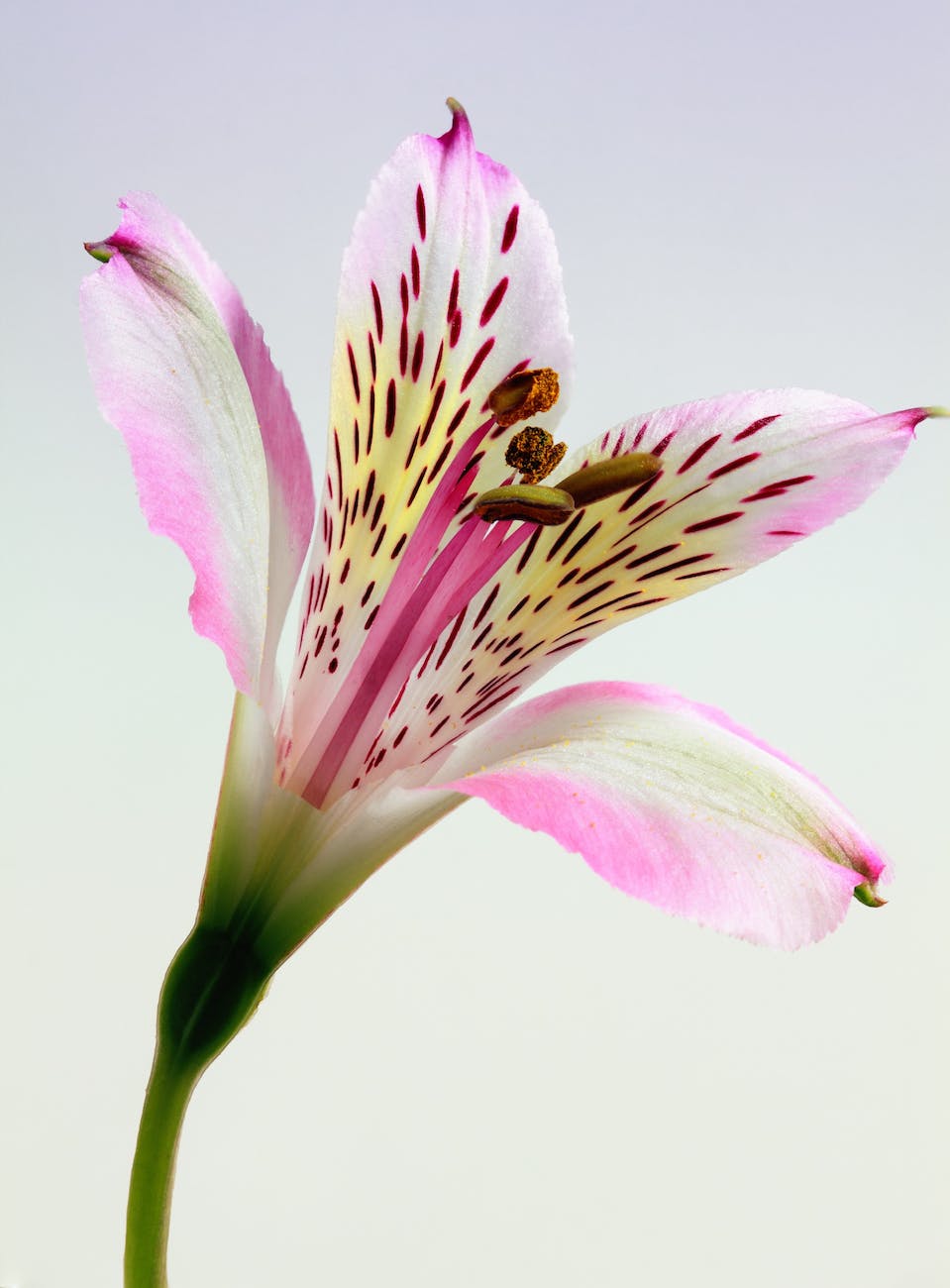 shallow focus photography of pink and white petal flower
