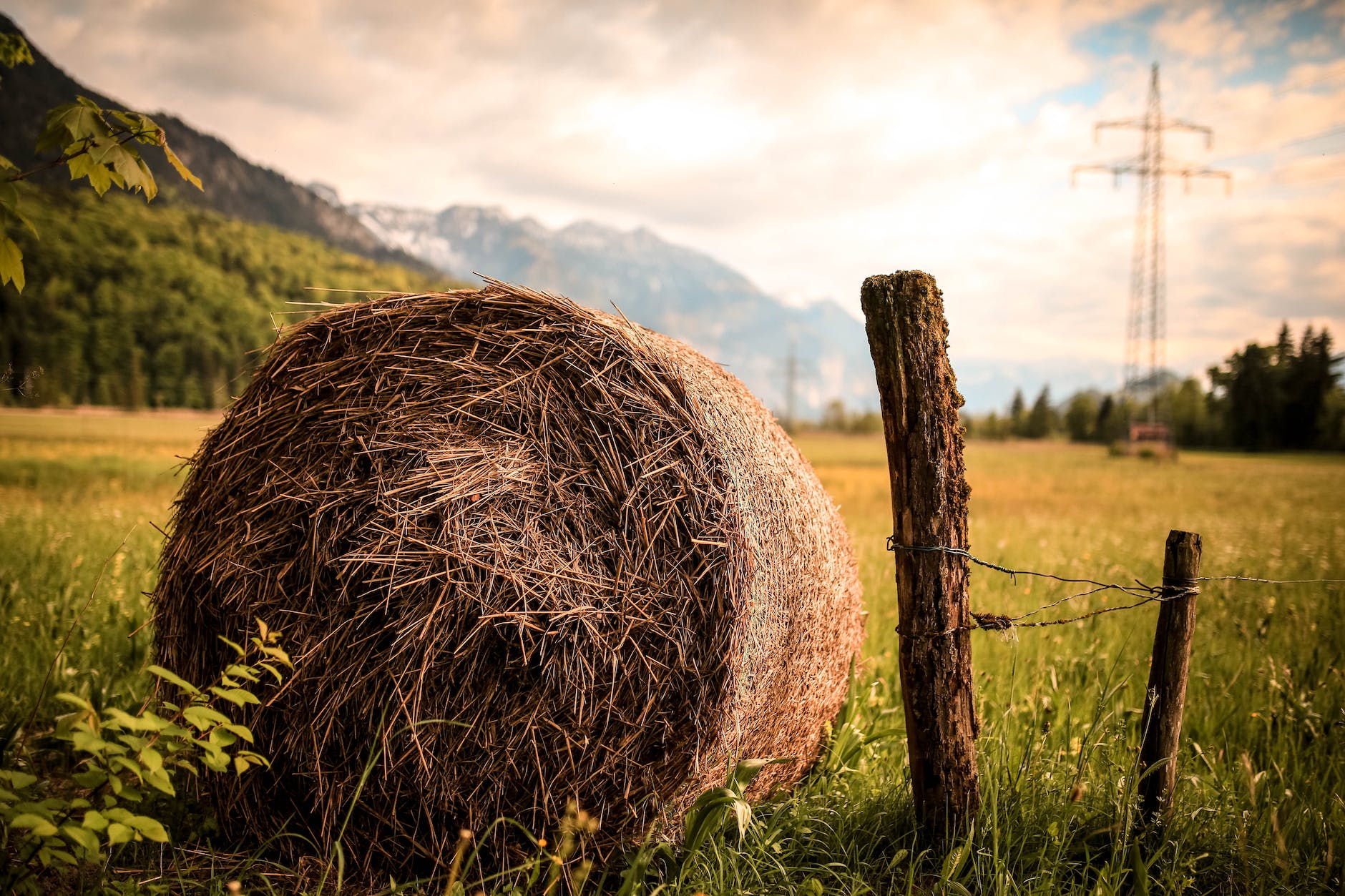 hay beside brown wood slab