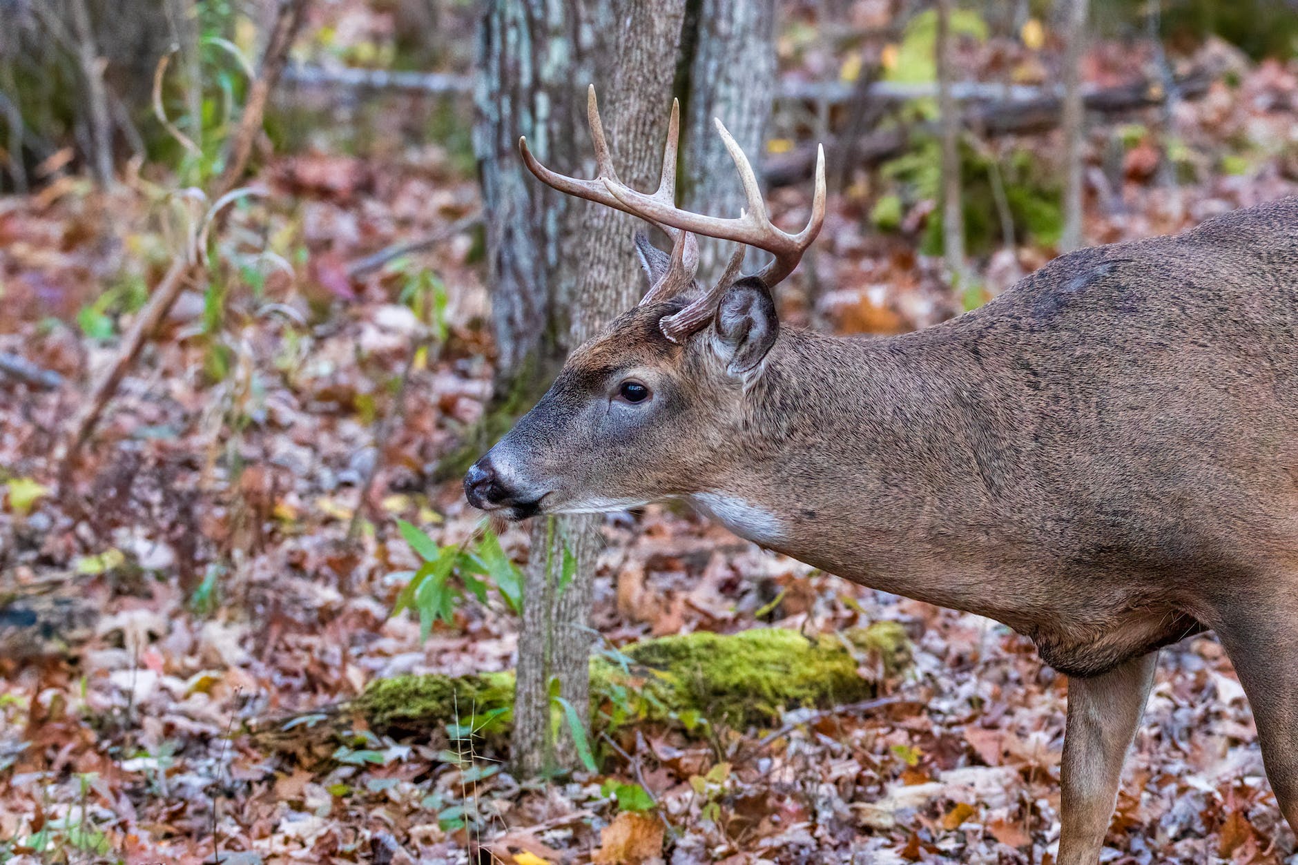 brown deer in close up shot