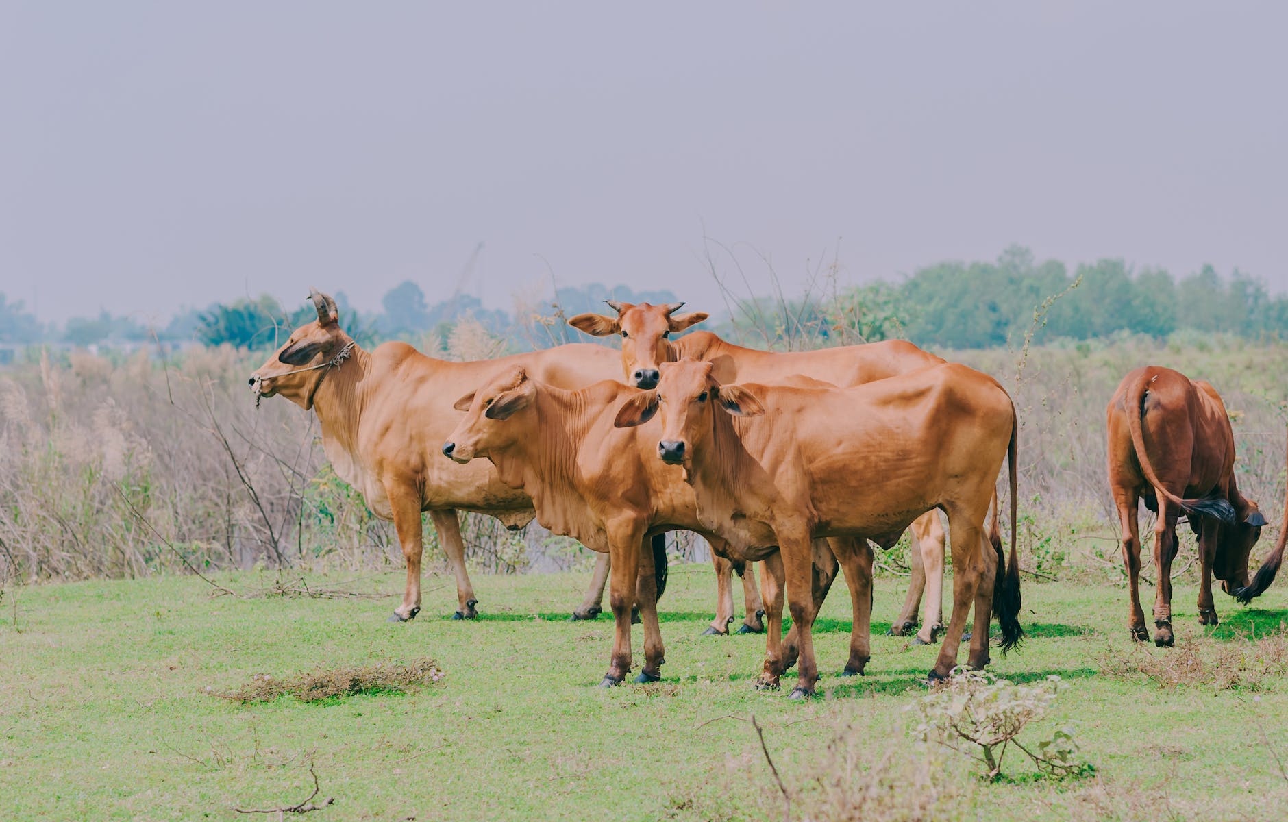 brown cattle on green grass