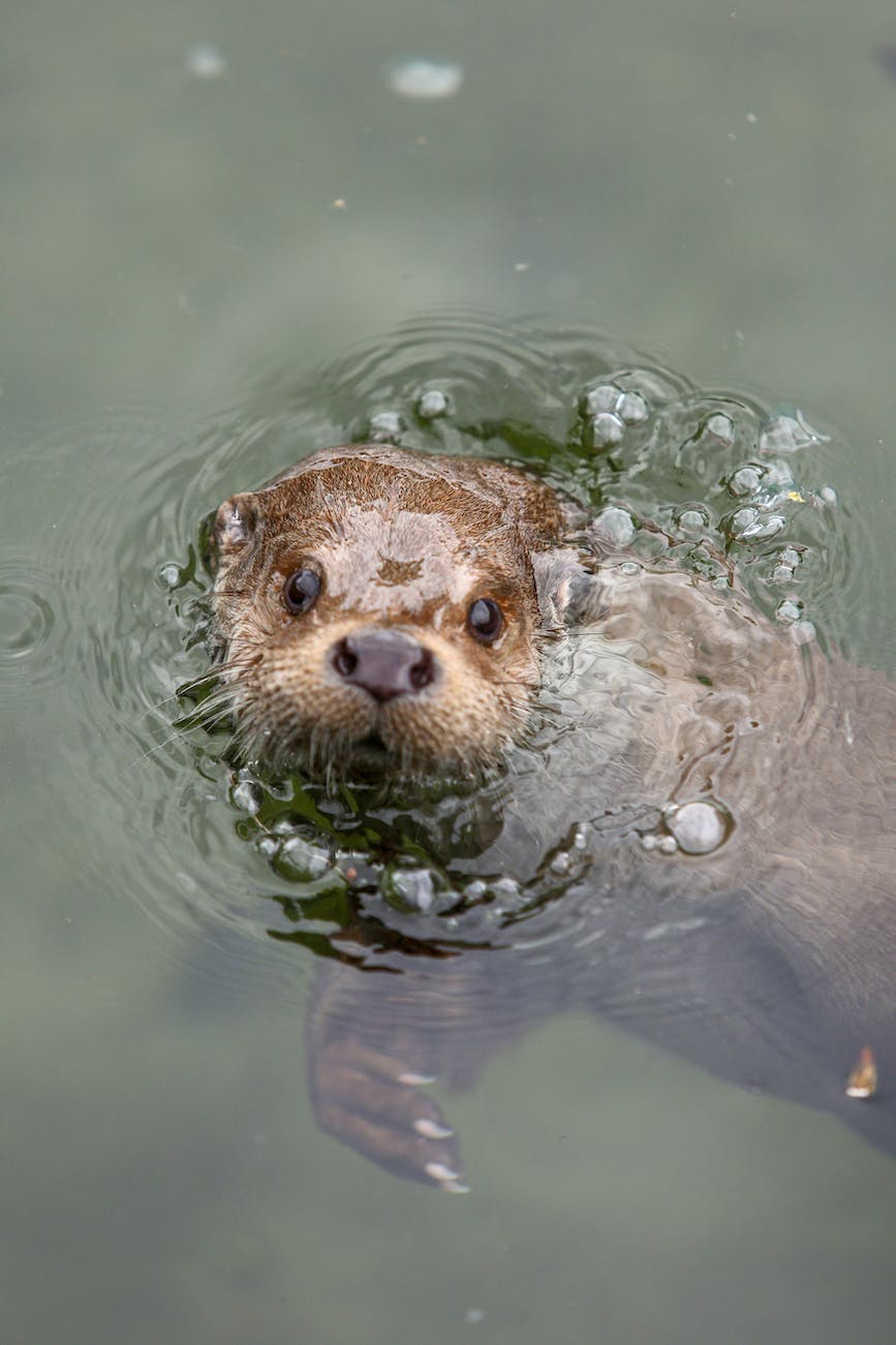 a brown otter swimming while looking at the camera
