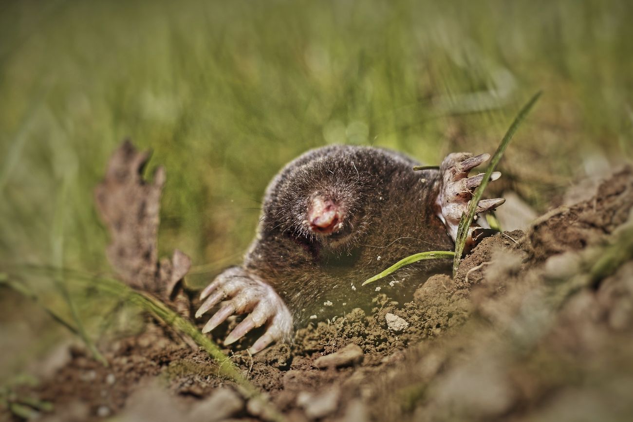Mole, animal