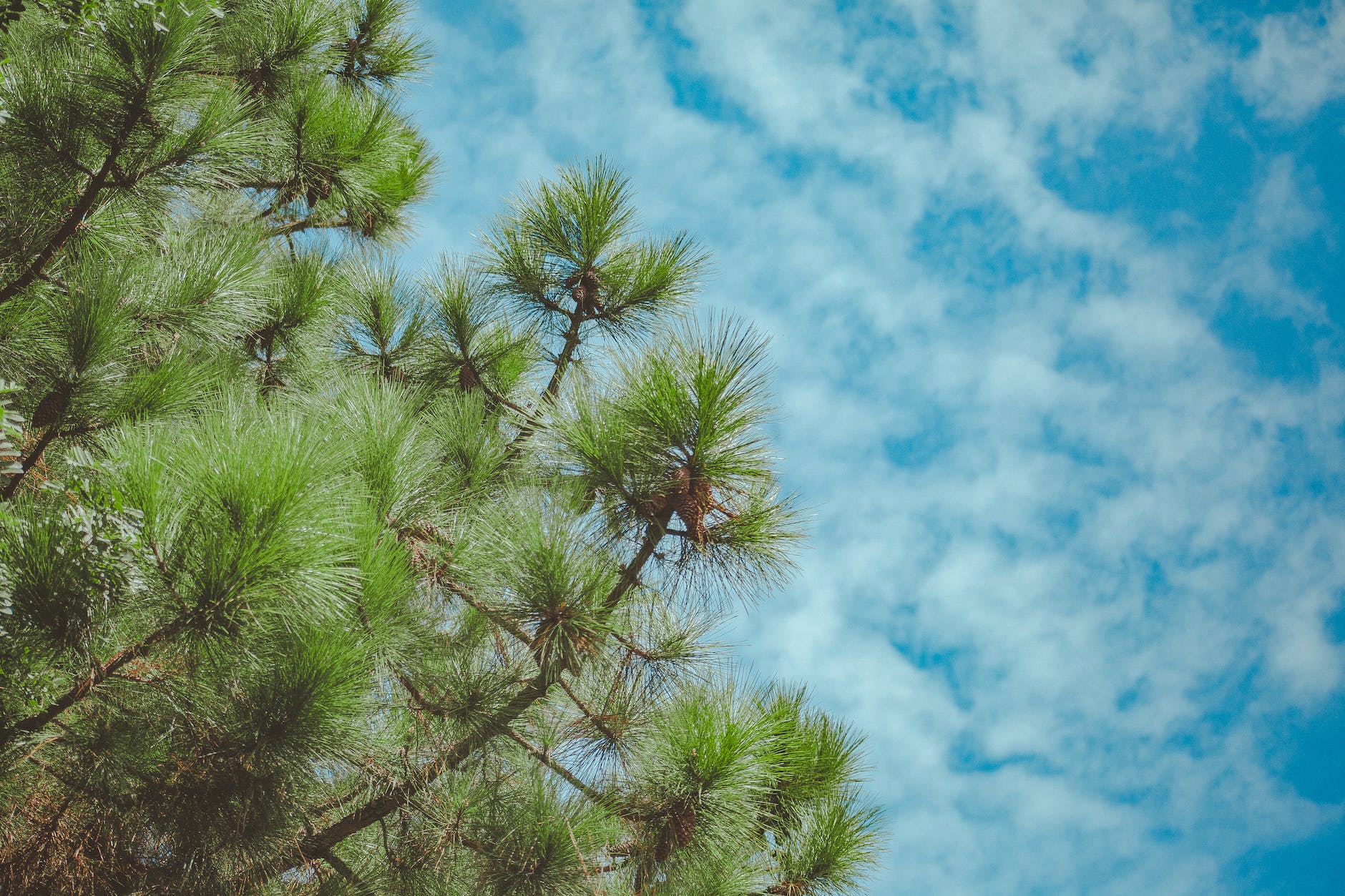 low angle photo pine tree under cloudy sky