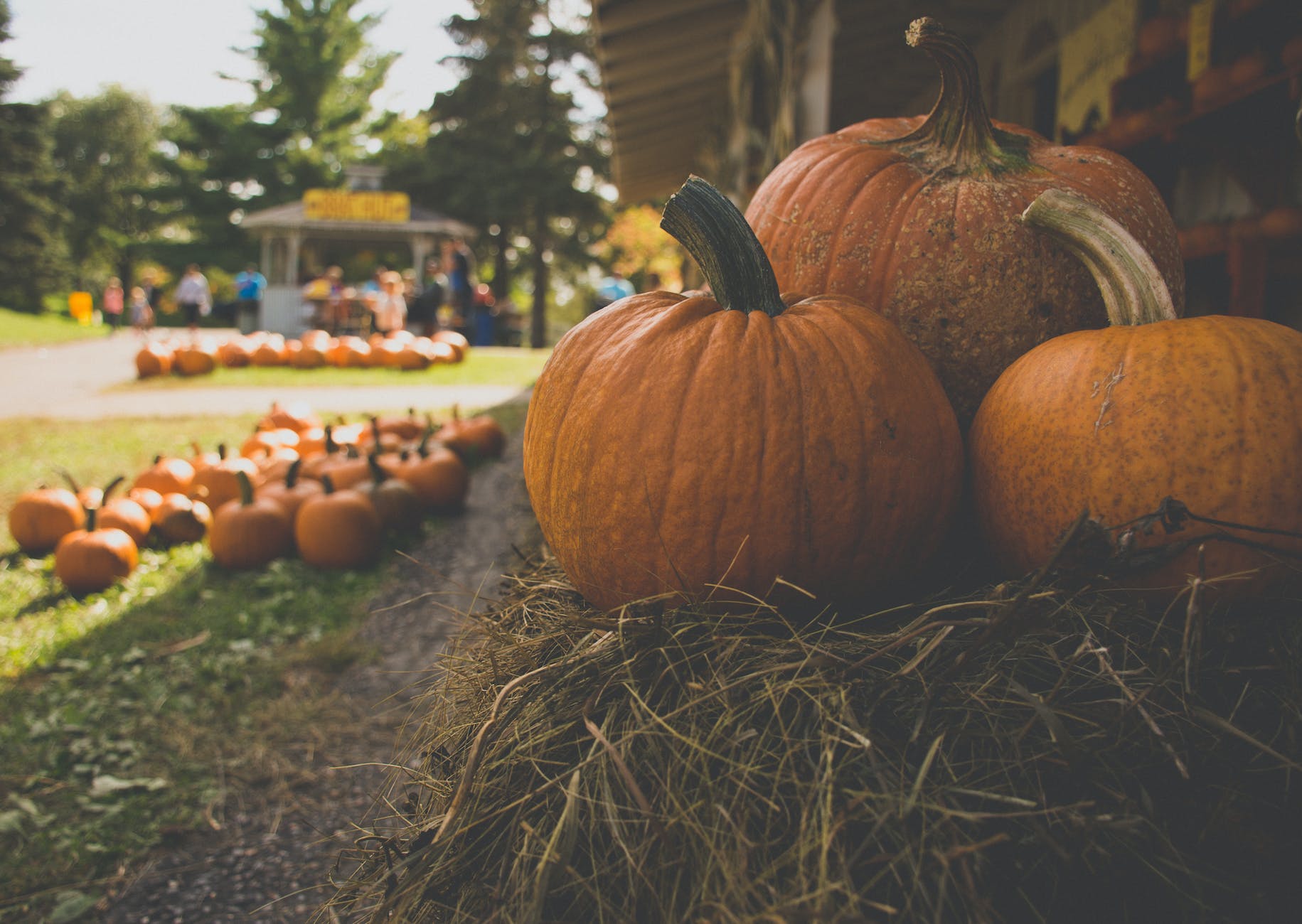 Manchester Pumpkin Day nears as fall approaches
