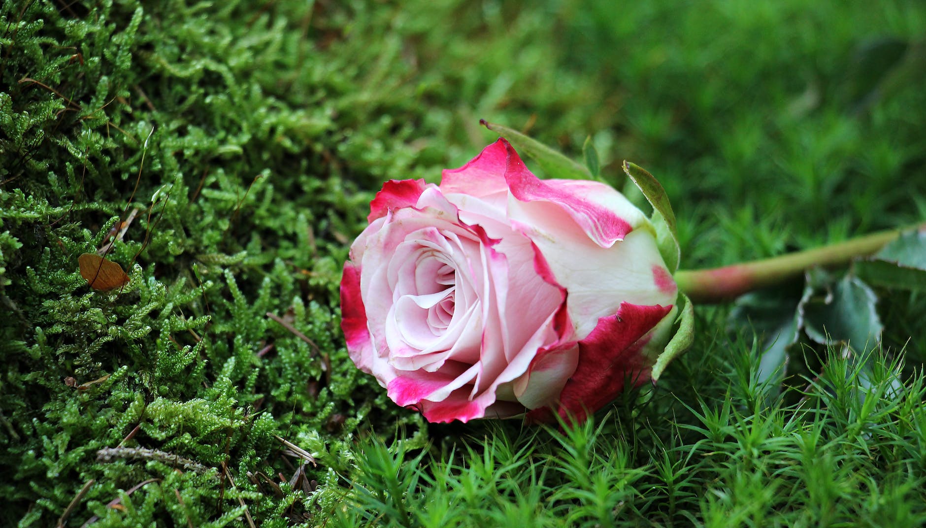 close up of pink rose flower
