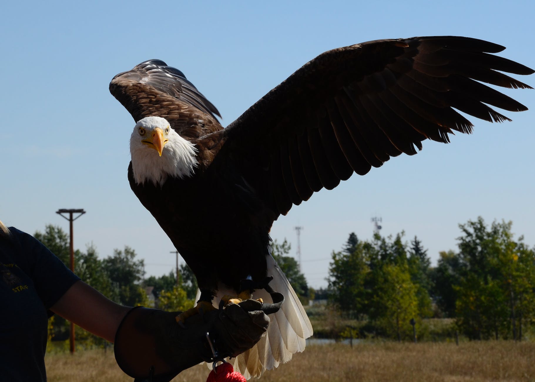 bald eagle on person s arm