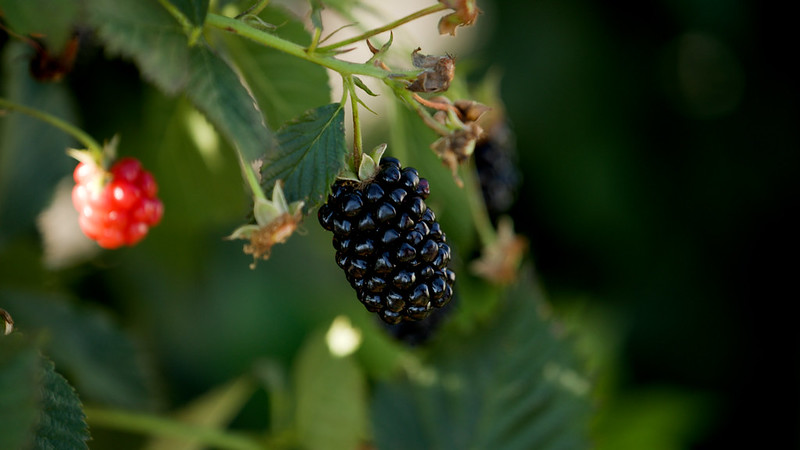 Thornless blackberries: Arkansas Fruit Breeding Program releases new variety