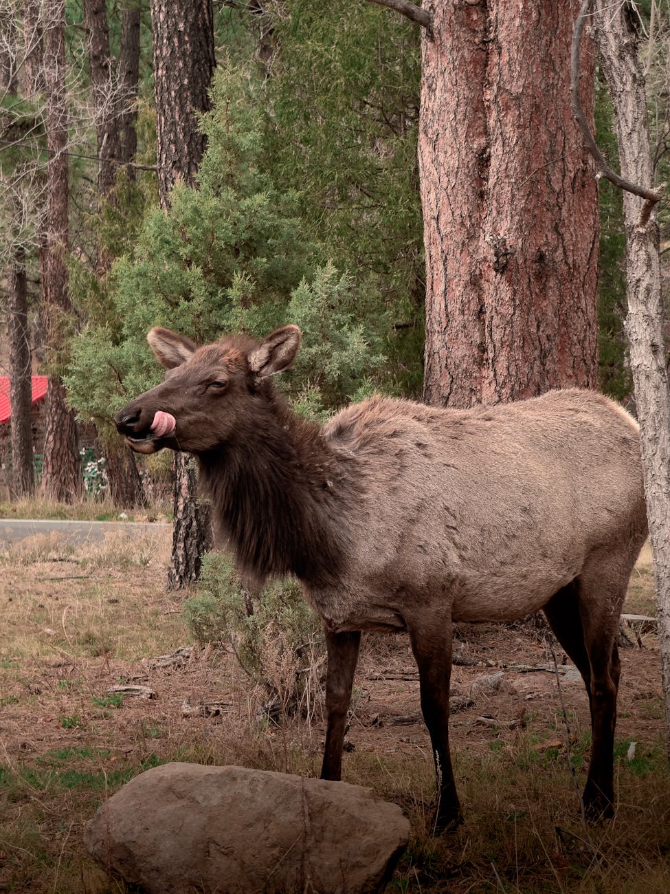 close up of an elk in a forest