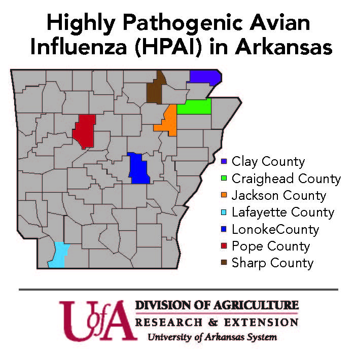 Biosecurity key to containing spread of bird flu