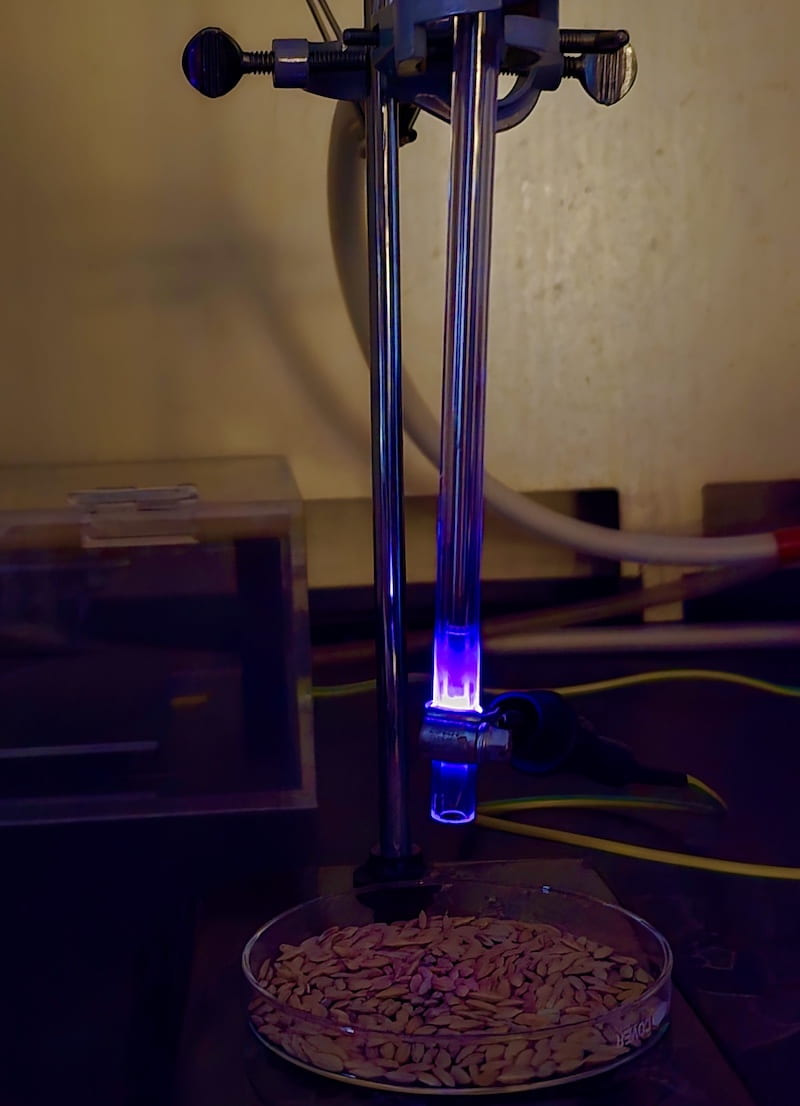 Treating seeds with cold plasma shows potential for enhanced plant protection, reduced pesticide use