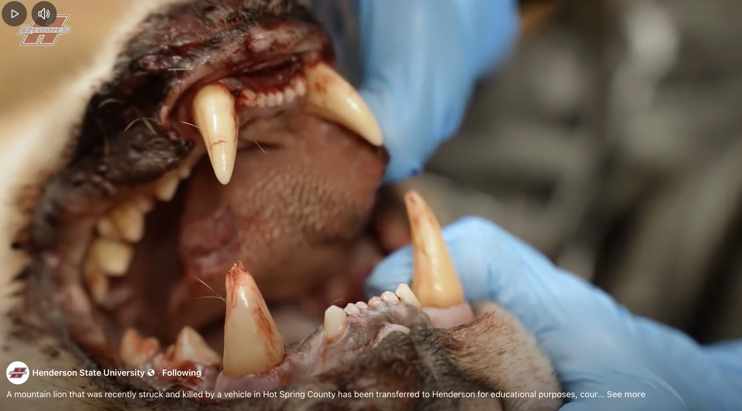 Henderson to study, preserve “Malvern mountain lion” struck, killed by vehicle