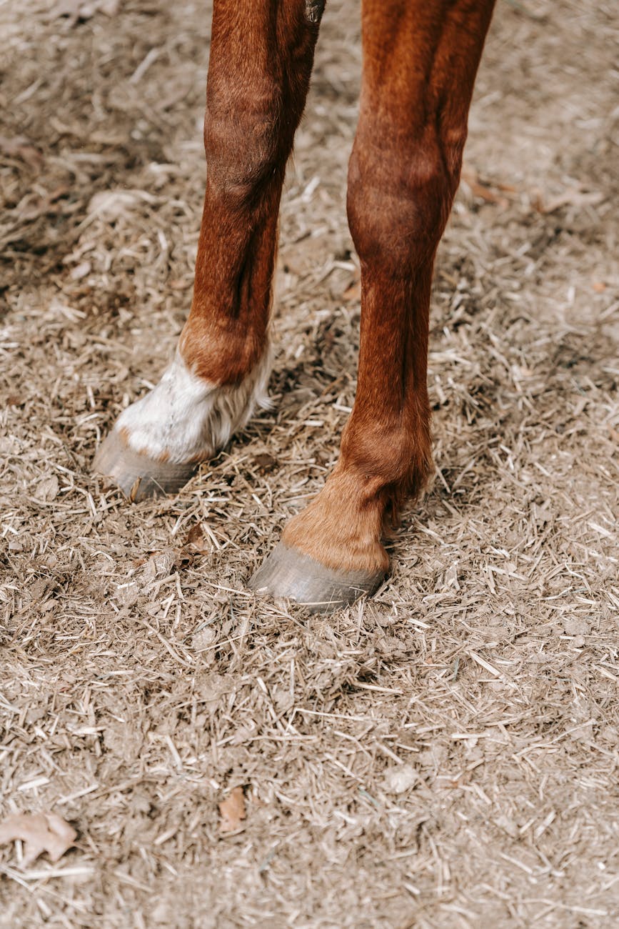 HopePrescott.com: Saratoga woman dies in horse-riding mishap