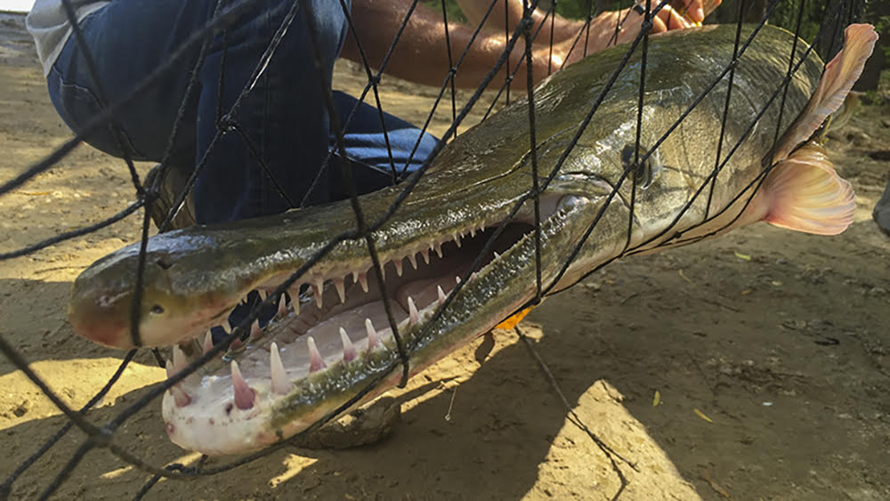 AGFC: Alligator Gar Trophy Tags available through end of 2025