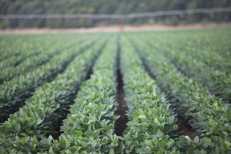 2025 proves another trying year for Arkansas soybean growers