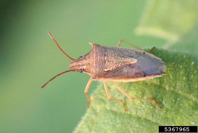 Rice stink bug genetic mapping offers clues to curb a costly crop pest
