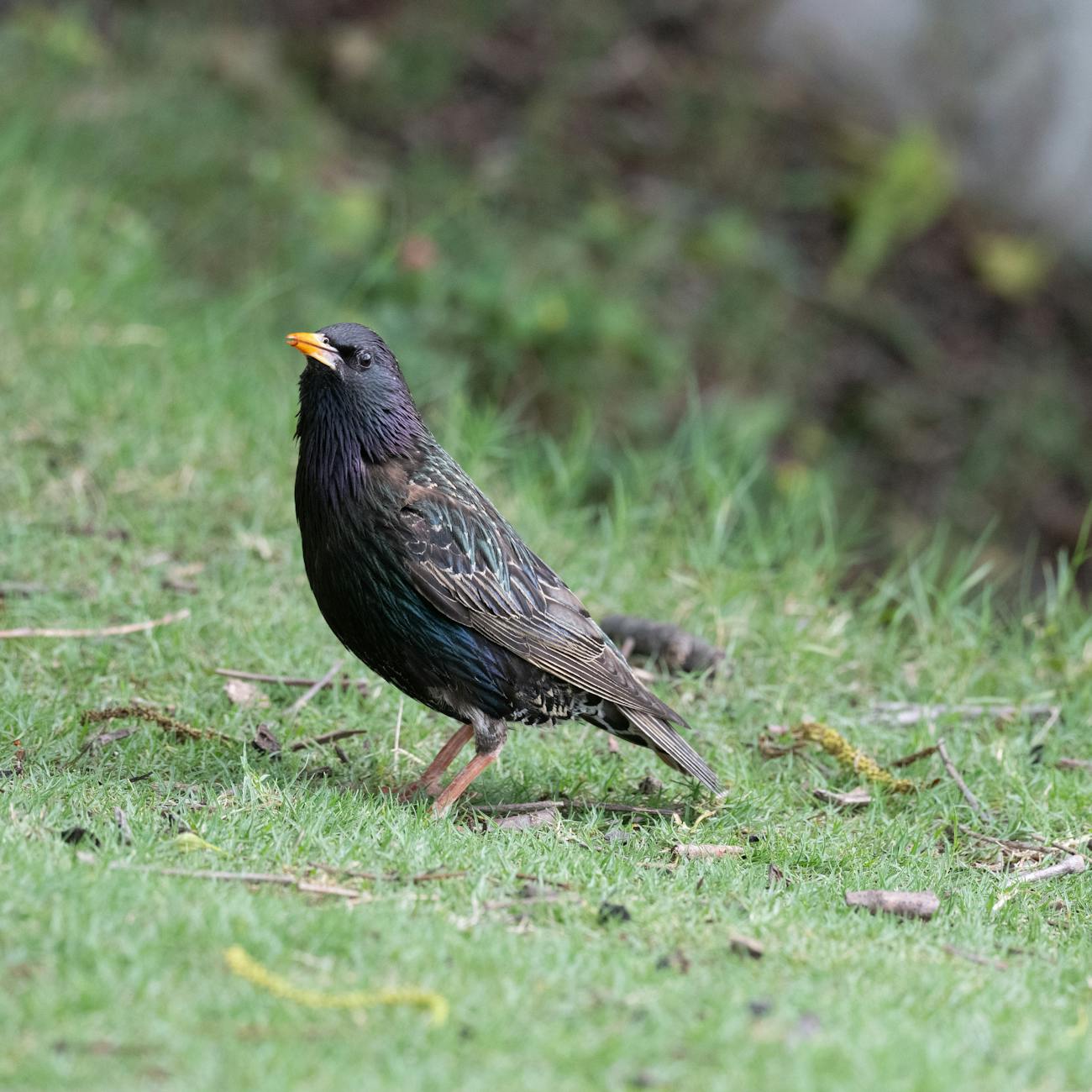 Arkansas officials urge public to avoid contact with wild birds due to avian influenza