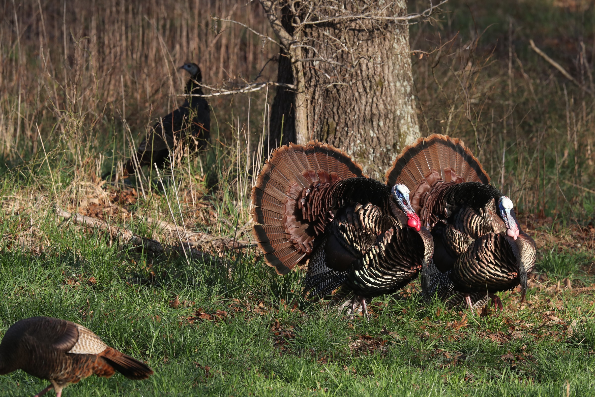 AGFC’s annual turkey report offers insight into 2026 hunting season 