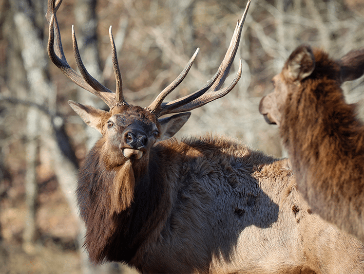 Arkansas elk hunting permit applications open through May