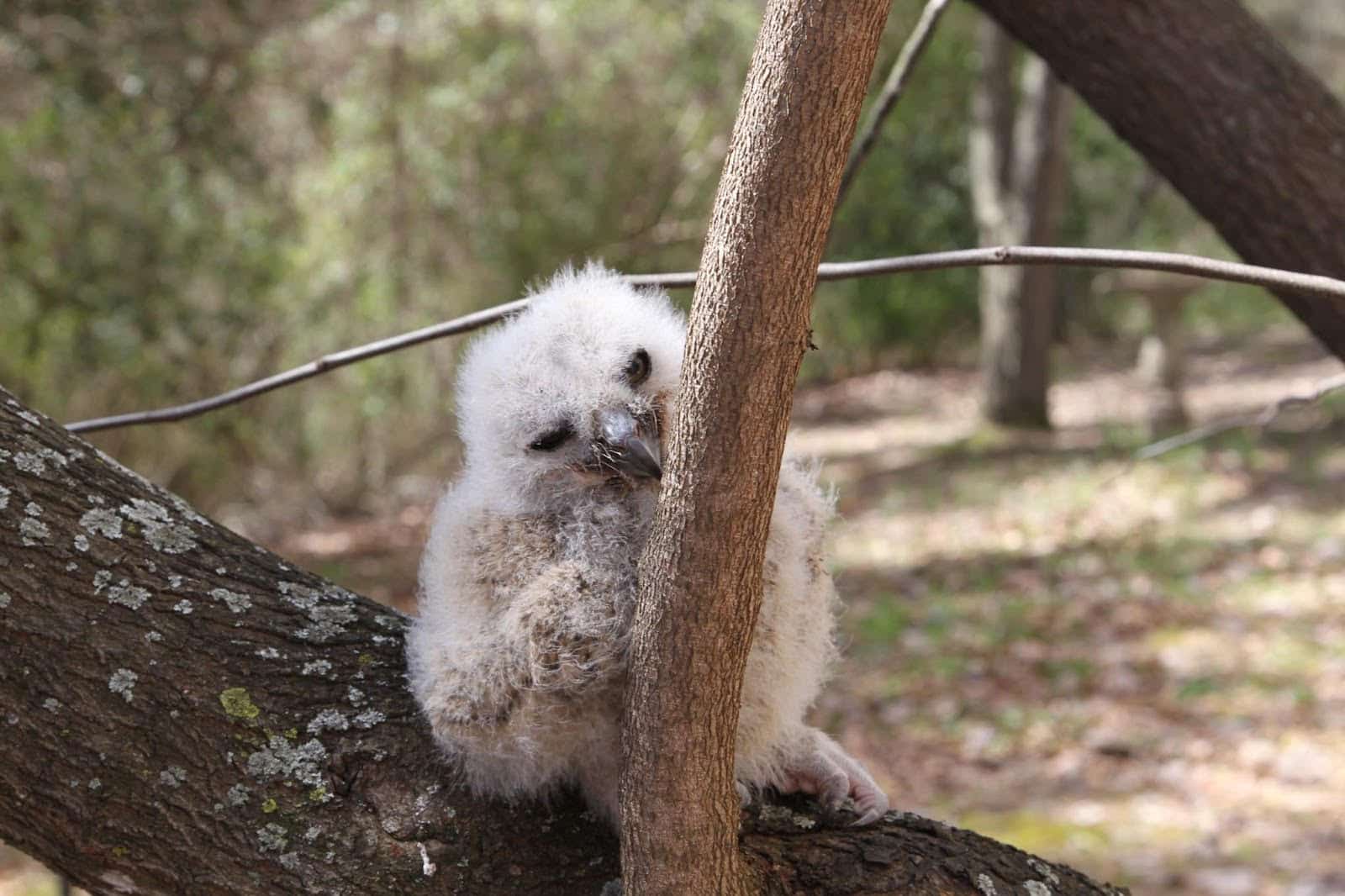 AGFC: Leave ‘abandoned’ wildlife where you find it