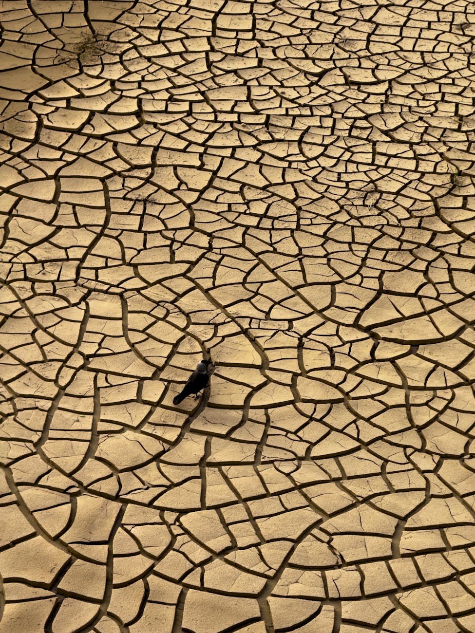 cracked earth with a bird in yalova turkiye