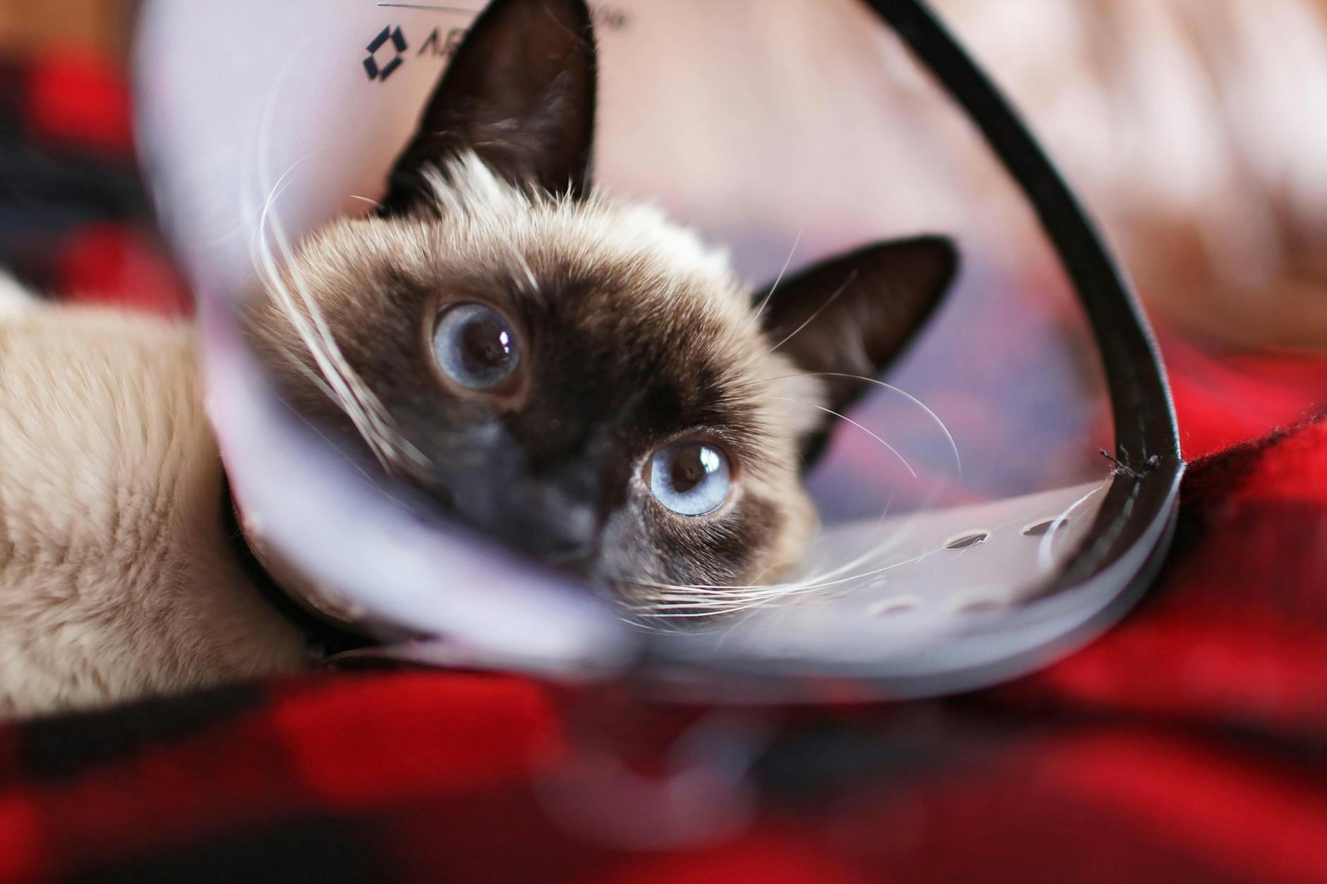 Humane Society offering discount spay/neuter clinic in May
