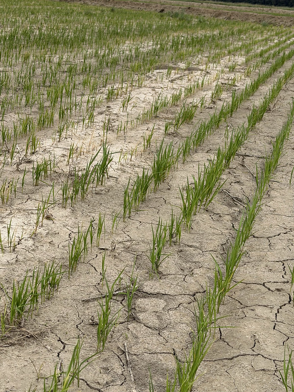 Farmers face choice: Plant again or take prevented planting?