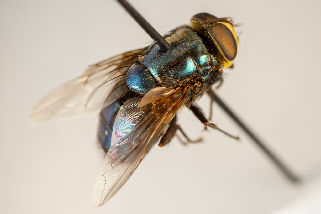 New World screwworm fly