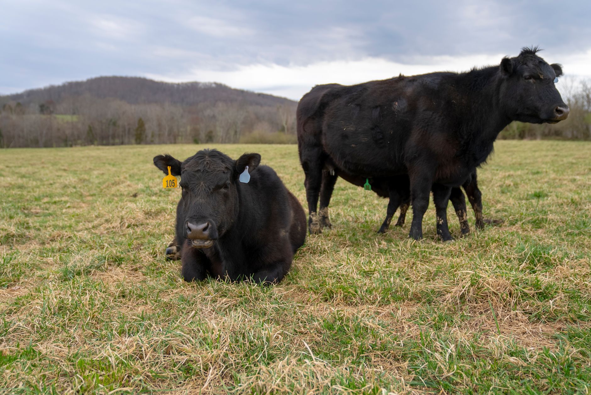 two black cows on a grassy field