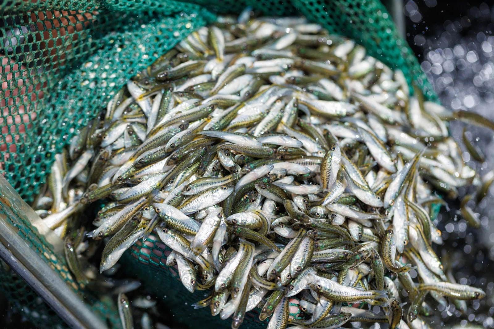 Arkansas Legacy Lunker program adds nearly 300,000 ‘Lunkerlings’ to AGFC bass stockings