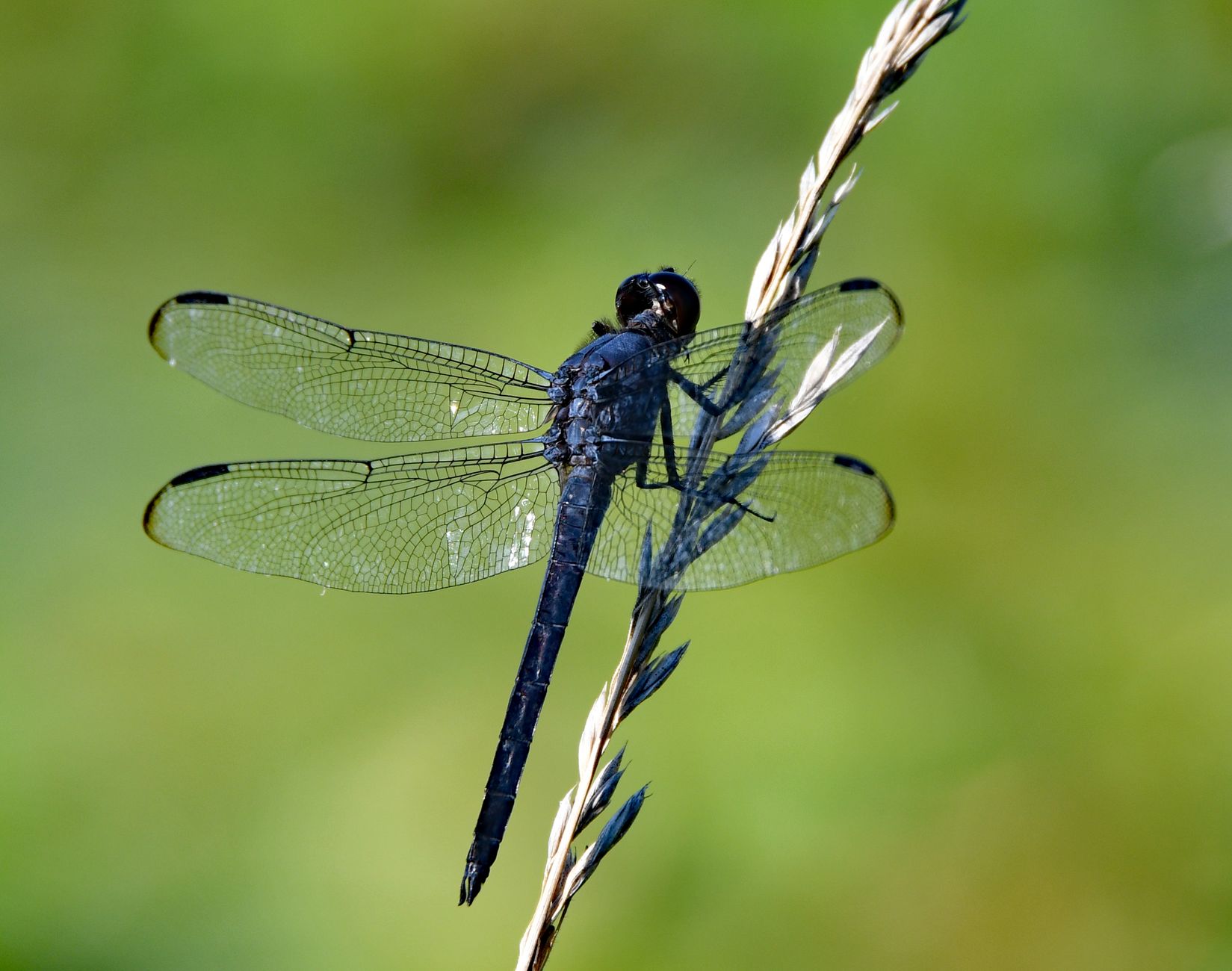 Engineers find dragonfly eyes, wings, sensors worthy of study