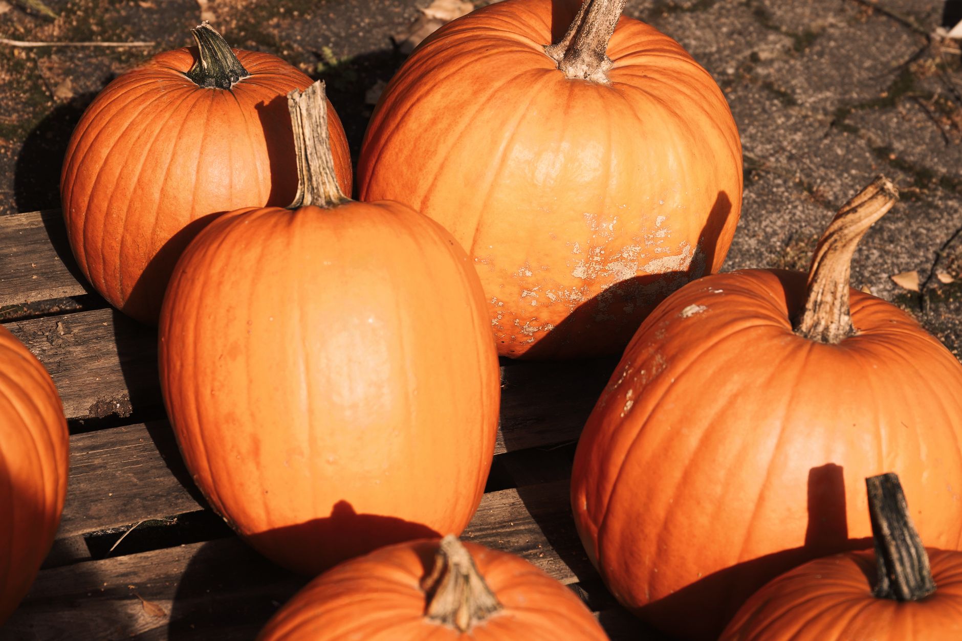 fresh orange pumpkins on rustic wooden surface