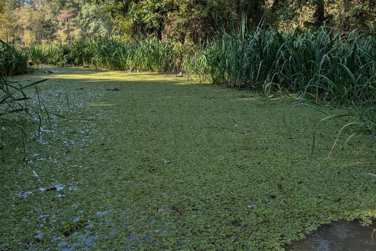 AGFC: Giant Salvinia identified in Millwood Lake tributary