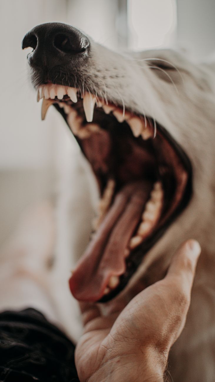 photo of a white dog yawning