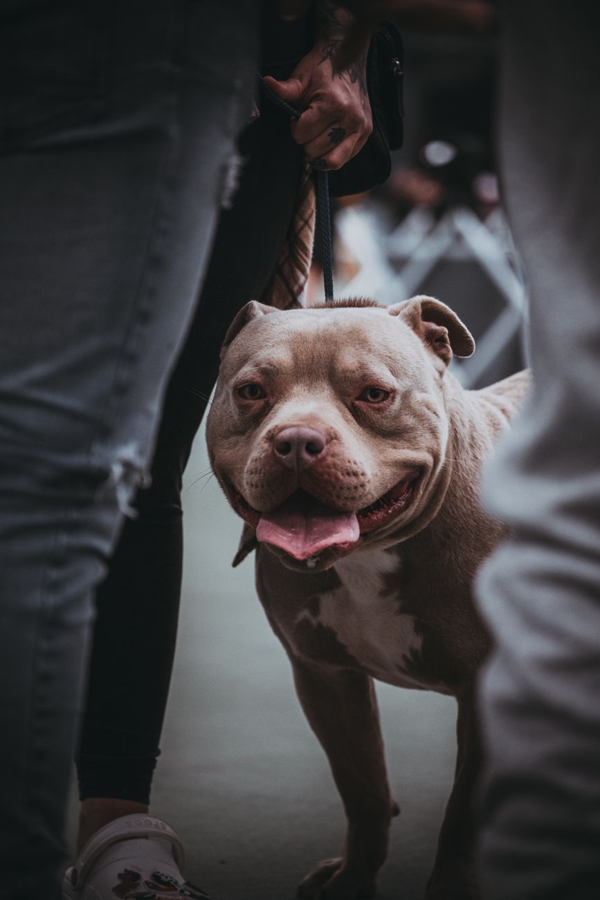 joyful pit bull on leash at outdoor event
